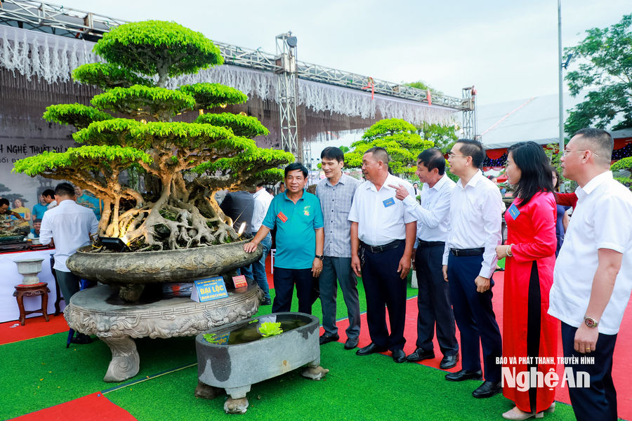 Những “cụ sanh” trăm tuổi, được trả giá triệu USD tại triển lãm cây cảnh mừng Quốc khánh ở Nghệ An
