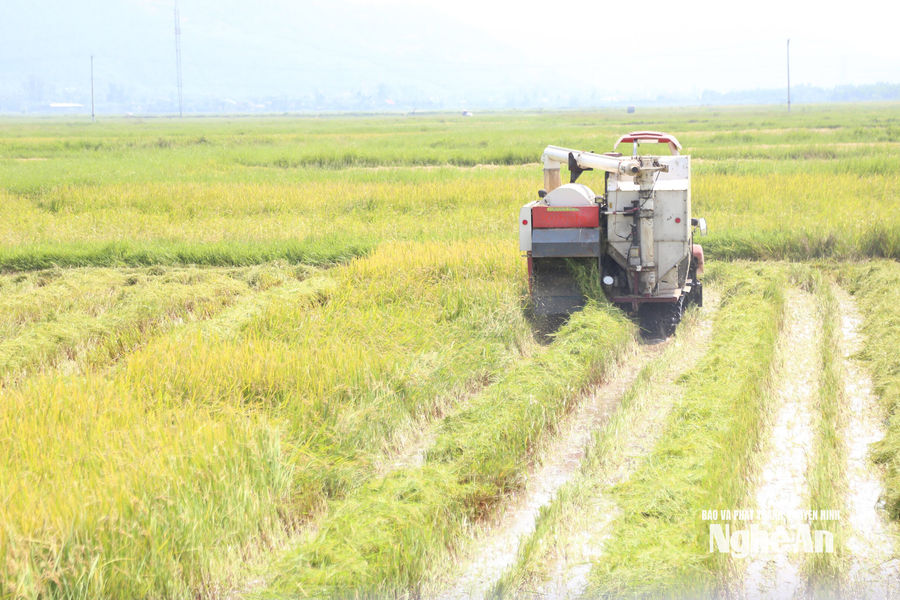 Nghệ An: Hơn 6.000 ha lúa Hè Thu bị lép hạt