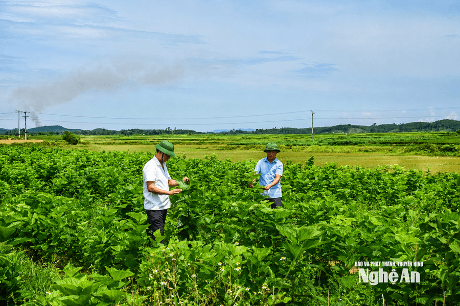 Tính "đường dài" cho cây dâu ở Tam Đồng