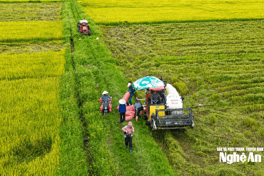 Thời tiết Nghệ An ngày 8/9: Ngày trời nắng, đêm và chiều có mưa rào rải rác, gió Đông bắc cấp 2 - cấp 3