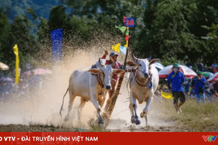 Hội đua bò truyền thống Chùa Rô năm 2026 tại An Giang quy tụ 32 đôi bò tranh tài sôi nổi