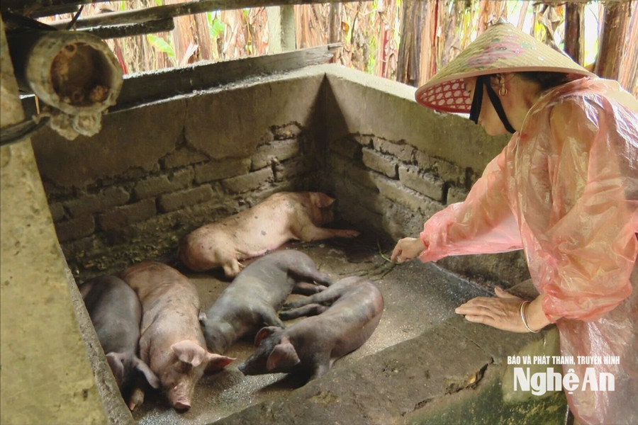 Dịch tả lợn Châu Phi tái phát, người chăn nuôi thấp thỏm