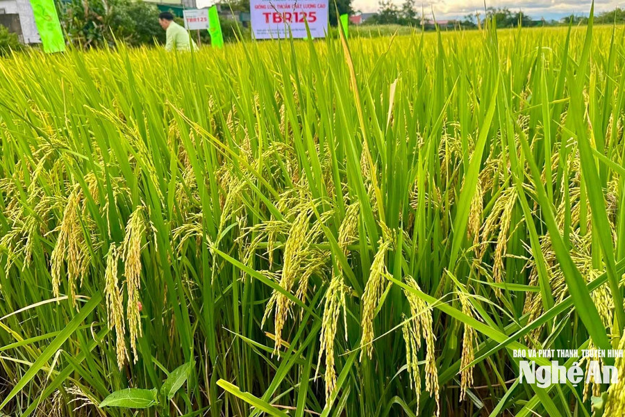 Giống lúa TBR125 ít sâu bệnh, được mùa vụ Hè Thu
