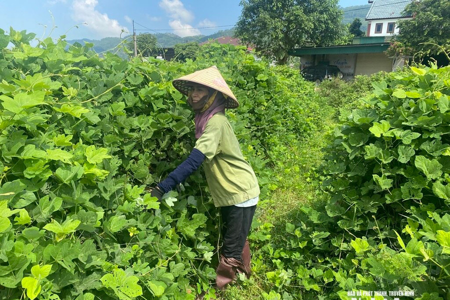 Sắn dây Đại Huệ - Từ thức quà mộc mạc đến sản phẩm OCOP vươn xa