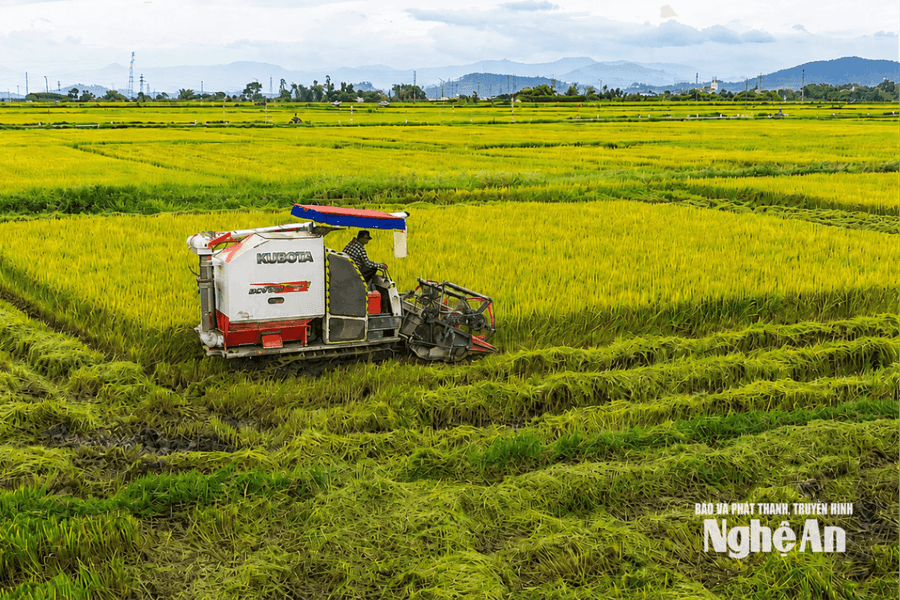 Giải bài toán chi phí bảo hiểm trước rủi ro mùa vụ