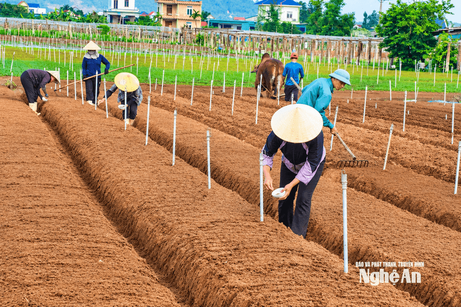 Nông nghiệp trước bài toán thiếu lao động