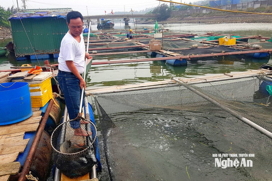Nuôi cá lồng bè - Hướng phát triển kinh tế hiệu quả