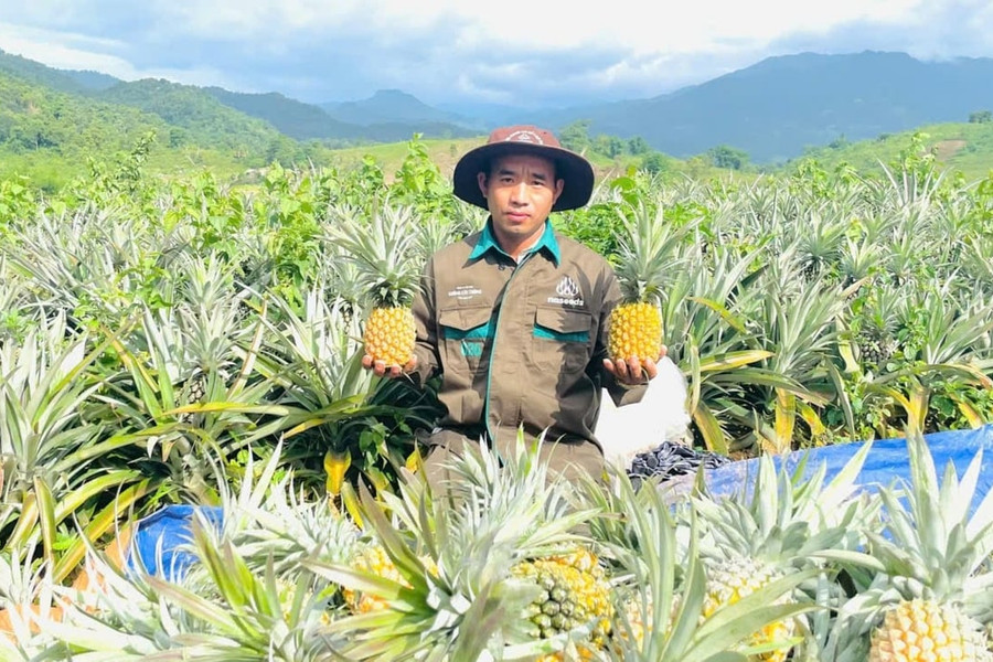 Cuộc bứt phá ngoạn mục về phát triển cây dứa ở Nghệ An