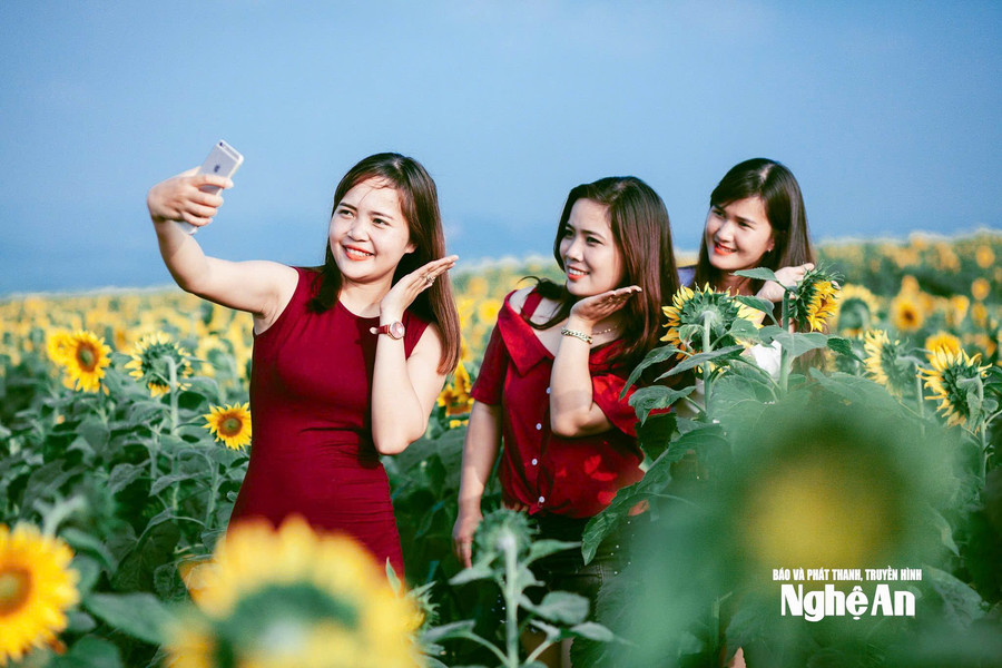 Điểm hẹn mùa hoa hướng dương xứ Nghệ