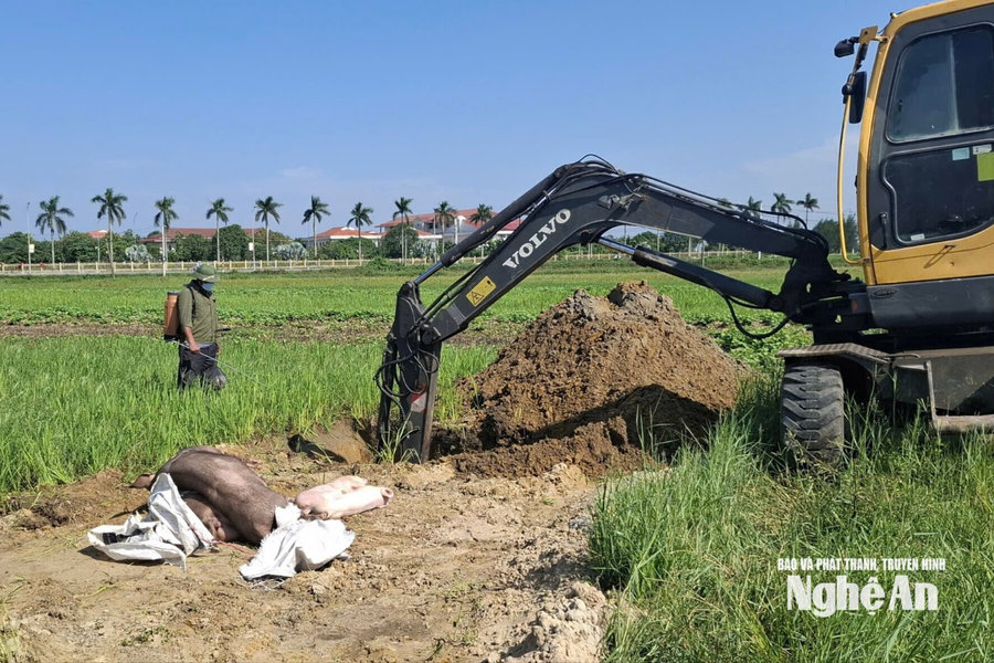 Nghệ An ban hành công điện khẩn tập trung chỉ đạo, chấn chỉnh công tác phòng, chống bệnh dịch tả lợn Châu Phi