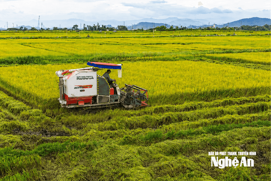 "Trụ đỡ" nông nghiệp Nghệ An với dư địa tăng trưởng