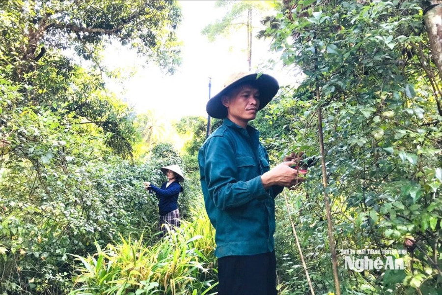 Đảng viên trẻ "chinh phục" chè dây bản địa thành sản phẩm OCOP 3 sao