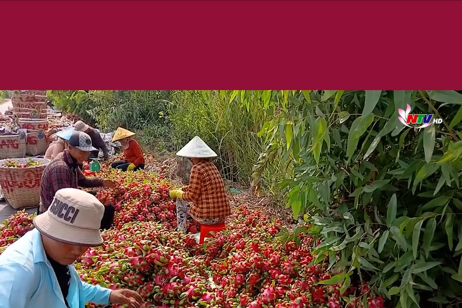 Thanh long Đồng Tháp tăng giá, nhà vườn phấn khởi