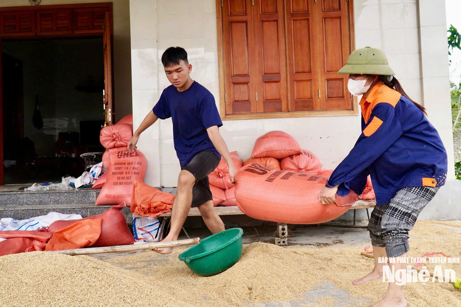 Giải pháp nâng hiệu quả bảo quản lúa gạo sau thu hoạch