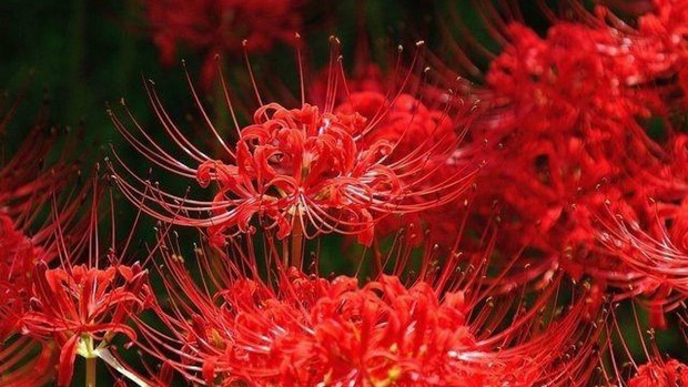 Truyện ngắn: Rừng mã sa hoa đỏ