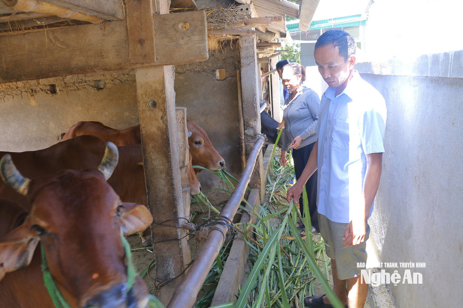 Nghệ An: Đa dạng nguồn vốn, tiếp sức cho nông dân phát triển kinh tế