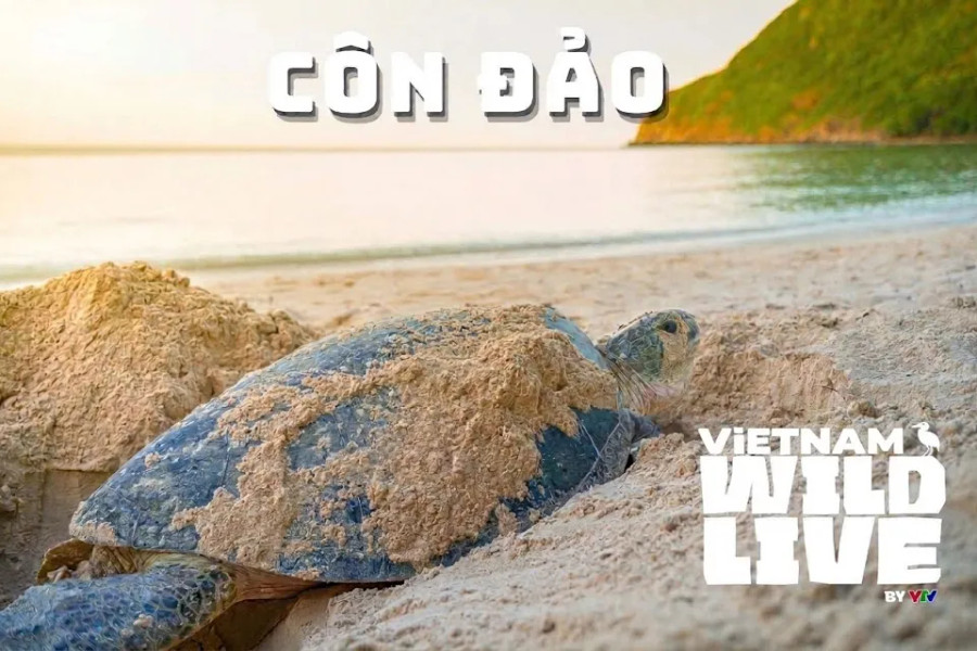 Vietnam Wild Live mùa 1: Bước đột phá truyền hình thực tế về thiên nhiên hoang dã Côn Đảo