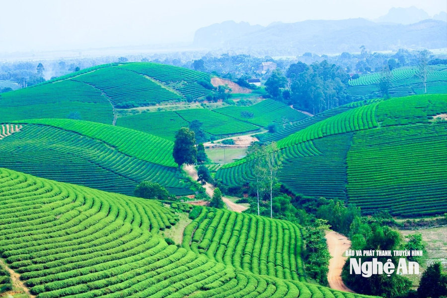 Tập trung thực hiện 5 nhiệm vụ, giải pháp trọng tâm về đất đai